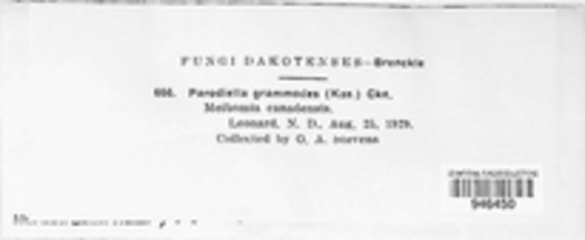 Pseudomeliola image